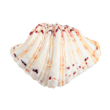 Natural,Shell,Conch,Beach,Seashell,Beautiful,Ornament,Decoration