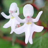 Egrow,Impatiens,Bequaertii,Seeds,Beautify,Dancing,Orchid,Flower,Seeds