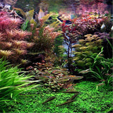 Egrow,Aquarium,Plant,Seeds,Semillas,Raras,Plantas,Aquatic,Trees