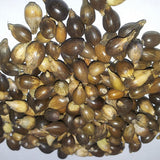 Egrow,Seeds,Chinese,Pearl,Barley,Chinensis,Seeds,Adlay,Coixseed,Job's,Tears