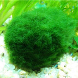 Egrow,Aquarium,Grass,Seeds,Water,Aquatic,Plant,Seeds,Ornamental,Grass