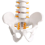 Lifesize,Human,Vertebral,Column,Model,Spine,Anatomy,Model,Vertebrae,Skeleton,Nerves,Medical,Model