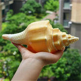 Large,Natural,Conch,Shells,Coral,Snail,Ornament,Decorations