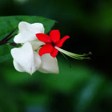 Egrow,20Pcs,Clerodendrum,thomsonae,Seeds,Flower,Garden,Bonsai,Seeds