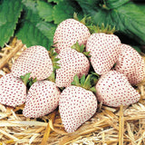 Egrow,White,Strawberry,Seeds,Garden,Indoor,Bonsai,Organic,Fragaria,Fruit