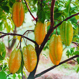 Egrow,Carambola,Seeds,Garden,Sementes,Averrhoa,Fruit,Seeds,Woody,Plants