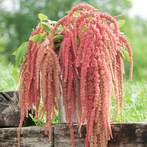 Egrow,Amaranthus,Seeds,Garden,Coral,Fountain,Decoration,Plants,Flowers,Seeds