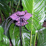 Egrow,Black,Tiger,Shall,Orchid,Seeds,Multiple,Varieties,Orchid,Flowers,Seeds,Garden