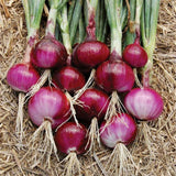 Egrow,Onion,Seeds,Bonsai,Onion,Sweet,Spanish,Plants,Vegetables,Onion,Garden,Bonsai,Plant