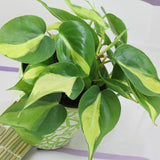 Egrow,Philodendron,Seeds,Philodendron,Bonsai,Indoor,Plants,Radiation,Absorb,Bonsai