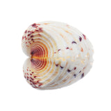 Natural,Shell,Conch,Beach,Seashell,Beautiful,Ornament,Decoration