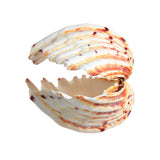 Natural,Shell,Conch,Beach,Seashell,Beautiful,Ornament,Decoration