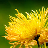 Egrow,Chrysanthemum,Seeds,Yellow,Chrysanthemum,Bonsai,Gardening,Flower,Plant