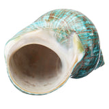 Natural,Shell,Conch,Stunning,Healing,Decor,Ocean,Craft,Decorations