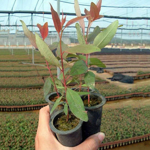 Egrow,Eucalyptus,Seeds,Bonsai,Aromatherapy,Tropical,Garden,plant