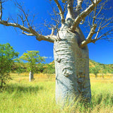 Egrow,Adansonia,Digitata,Baobab,Seeds,Baobab,Seeds,Tropical,Plant,Garden,Seeds