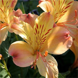 Egrow,Seeds,Peruvian,Alstroemeria,Bonsai,Plants,Beautiful,Lilies,Flower