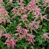 Egrow,Astilbe,Seeds,Chinese,Astilbe,Plant,Astilbe,Chinensis,Flower,Seeds