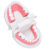 Human,Dental,Model,Teeth,Close,Model,Gingiva,Visible,Anatomic,Demonstration,Teeth,Brush,Flossing,Teaching,Medical,Model