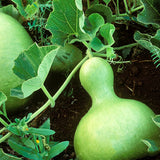 Egrow,Bottle,Gourd,Seeds,Annual,Garden,Beautiful,Decorative,Plant,Seeds,Vegetable,Seeds