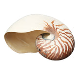 Natural,Conch,SeaShell,Tiger,Chambered,Pompilius,Decorations