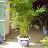 Egrow,Indoor,Seeds,Chrysalidocarpus,Lutescens,Areca,Plants,Bonsai,Decor,Plants