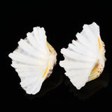 Living,Ornaments,Shell,Tridacna,Conch,Natural,Decorations