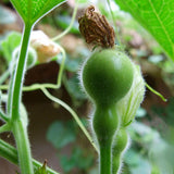 Egrow,Bottle,Gourd,Seeds,Annual,Garden,Beautiful,Decorative,Plant,Seeds,Vegetable,Seeds