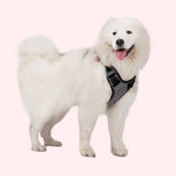 DODOPET,Luminous,Adjustable,Collar,Reflective,Walking,Chest,Strap,Safety,Training,Leash,Traction