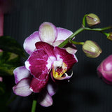 Egrow,Phalaenopsis,Orchid,Seeds,Orchid,Bonsai,Plants,Flowers,Seeds,Garden,Plants