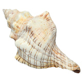 Natural,Trumpet,Shells,Conch,Snails,Ornament,Decorations