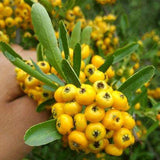 Pyracantha,Seeds,Yellow,Pyracantha,Fortuneana,Firethorn,Perennial,Bonsai,Seeds