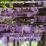 Egrow,Garden,Creepers,Wisteria,Seeds,Bonsai,Seeds,Ornamental,Plant,Flower,Seeds