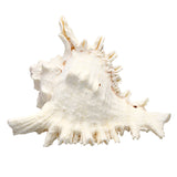 Large,Queen,Nautical,Shells,Conch,Natural,Seashell,Beach,Ocean,Decorations