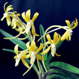 Egrow,Neofinetia,Falcata,Orchid,Seeds,Bonsai,Flower,Plants,Garden