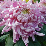 10Pcs,Chrysanthemum,Seeds,Garden,Flower,Bonsai,Seeds