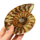 Large,Natural,Ammonite,Fossil,Conch,Crystal,Specimen,Decorations