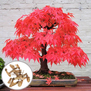 Egrow,10pcs,Maple,Seeds,Garden,Bonsai,Beautiful,Indoor,Potting,Plant