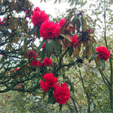 Egrow,Rhododendron,Delavayi,Seeds,Rhododendron,Delavayi,Plant,Rhododendron,Delavayi