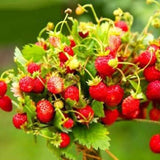 Egrow,Alpine,Strawberry,Seeds,Perennial,Sweet,Fruit,Fragaria,Bonsai