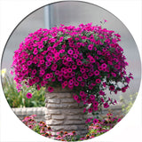 Egrow,Petunia,Seeds,Variety,Hardy,Lasting,Balcony,Flowers,Seeds