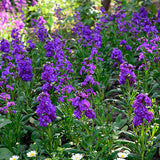 Egrow,100Pcs,Delphinium,Grandiflorum,Flower,Seeds,Gardening,Bonsai,Garden,Decor