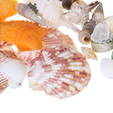 Natural,Conch,Shells,Decorations