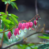 Egrow,10Pcs,Dicentra,Spectabilis,Seeds,Bleeding,Heart,Garden,Plant,Flowers