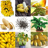 Egrow,Dwarf,Banana,Seeds,Bonsai,Tropical,Fruit,Seeds,Balcony,Flower,Plants