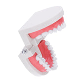 Human,Dental,Model,Teeth,Close,Model,Gingiva,Visible,Anatomic,Demonstration,Teeth,Brush,Flossing,Teaching,Medical,Model