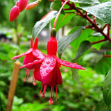 Egrow,10Pcs,Gardening,Abutilon,Striatum,Flower,Seeds,Bonsai,Plant,Gardening,Decoration