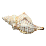 Natural,Trumpet,Shells,Conch,Snails,Ornament,Decorations