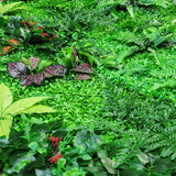 Green,Plant,Background,Plastic,Simulation,Plant