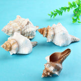 Natural,Trumpet,Shells,Conch,Snails,Ornament,Decorations